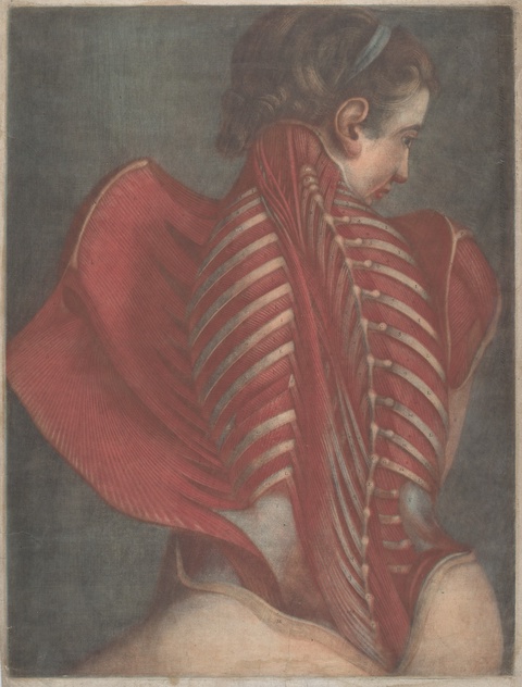 L'Ange anatomique (The Anatomical Angel) or Dissection of a Woman's Back, 1746, Jacques-Fabien Gauti