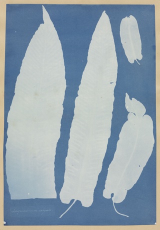 Scolopendrium Vulgare, 1852–54, Anna Atkins, British