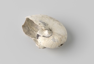Nautilus pompilius shell from the wreck of the Dutch East India ship Witte Leeuw