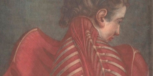 Stories and Style in Early Modern Anatomical Illustration