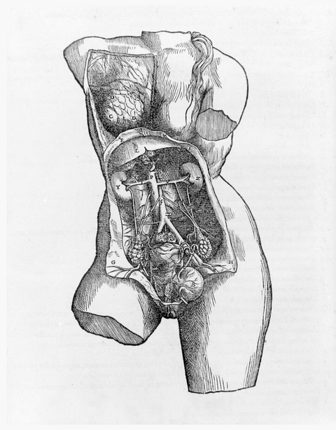 A woodcut of a nude female torso resembling a classical marble statue with the skin of the abdomen a