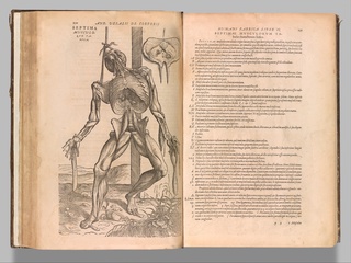 De humani corporis fabrica (Of the Structure of the Human Body), 1555,  Andreas Vesalius, Flemish