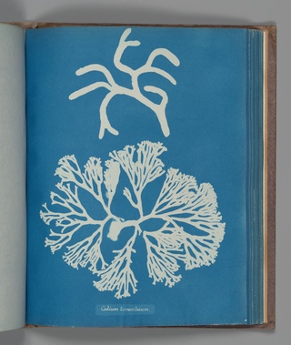 Codium tomentosum, ca. 1853, Anna Atkins, British 