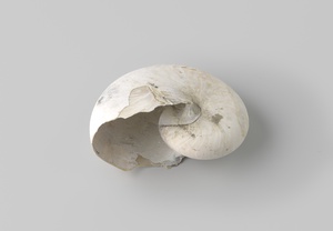 Nautilus pompilius shell from the wreck of the Dutch East India ship Witte Leeuw