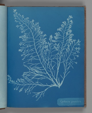 Cystoseira granulata, ca. 1853, Anna Atkins, British