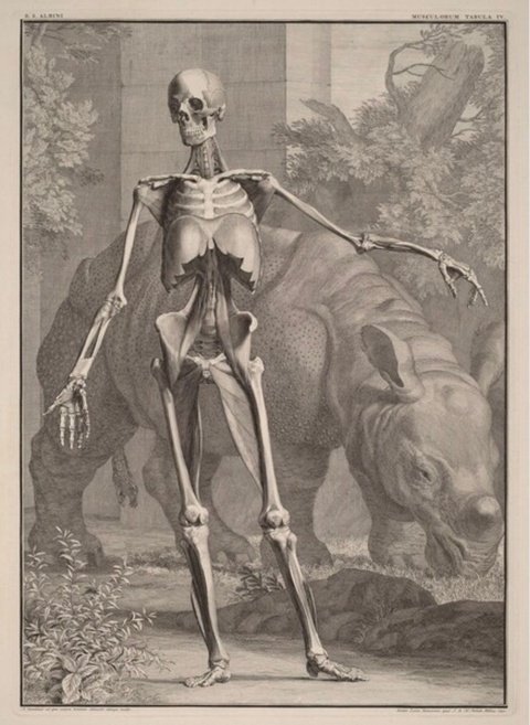 An engraving shows a skeleton with most of its muscles missing, posing in the foreground in a classi