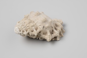 Shell, possibly a Bursa rubeta, from the wreck of the Dutch East India ship Witte Leeuw